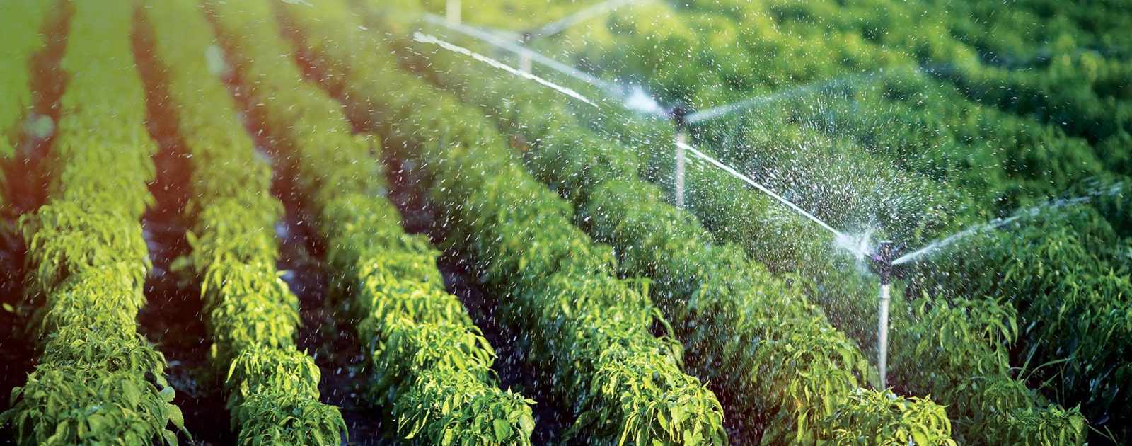 Every Crop Smiles Kothari Irrigation