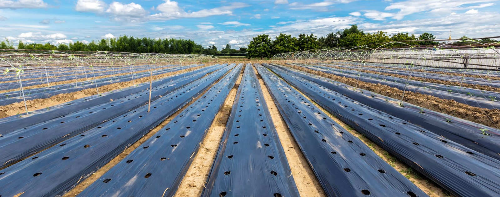 Warm Touch To Protect Delicate Crops Kothari Irrigation