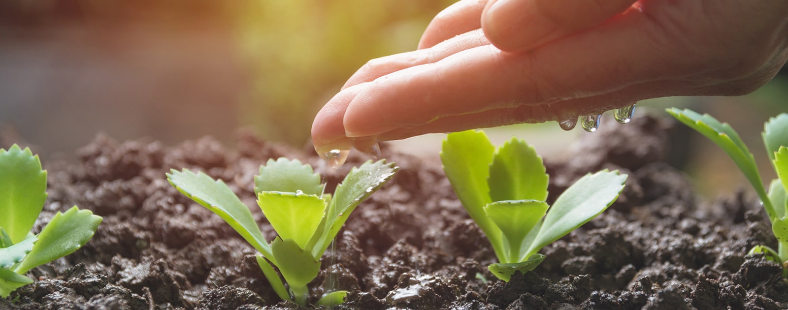 A Sublime Touch To Indian Farming Kothari Irrigation